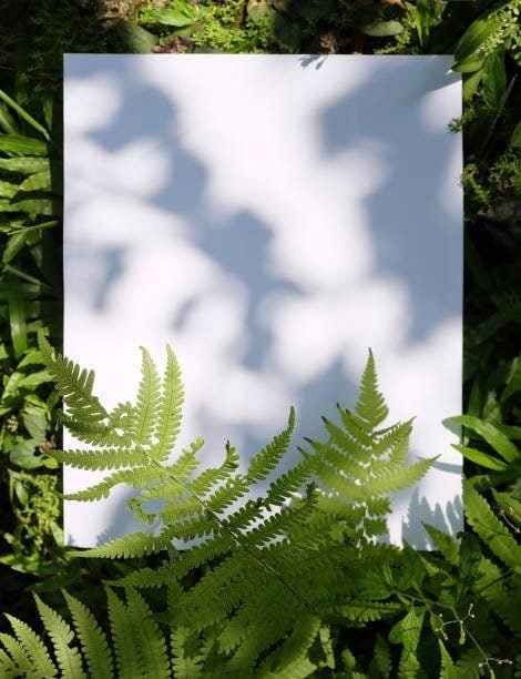 Is Eco-Friendly Copy Paper Sustainable? The Truth About Green Sheets